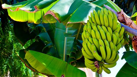 How To Grow Bananas Ultimate Guide To Banana Cultivation And Care