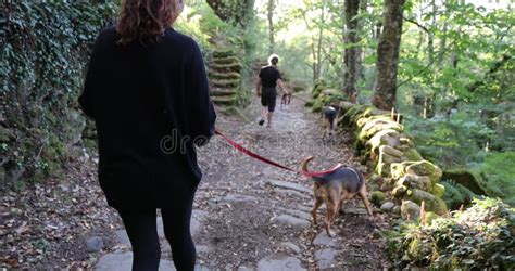 Mujer Y Hombre Caminando Con Perros En El Camino Del Bosque Metrajes