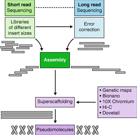 Genome Sequence Assembly From Short Read And Long Read Data Together