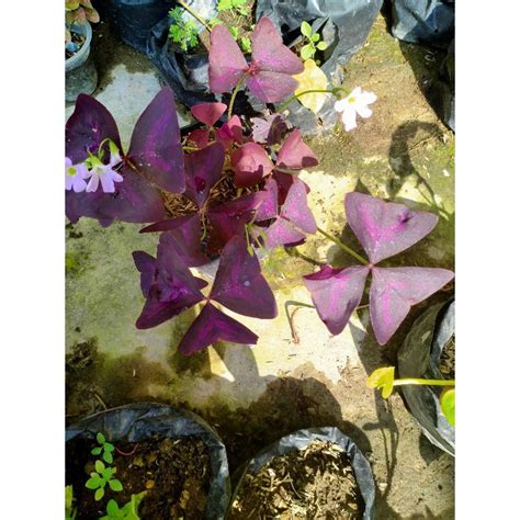 Jual Tanaman Hias Bunga Oxalis Triangularis Kupu Kupu Ungu Shopee