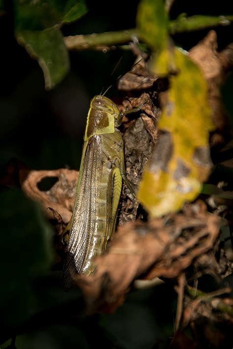 HD wallpaper: insect, giant grasshopper, hedge grasshopper, valanga irregularis | Wallpaper Flare