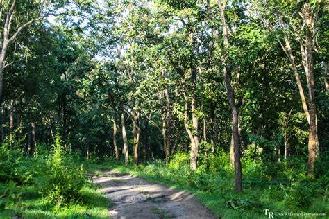 An enchanting forest safari in the Mudumalai Tiger Reserve, India ...