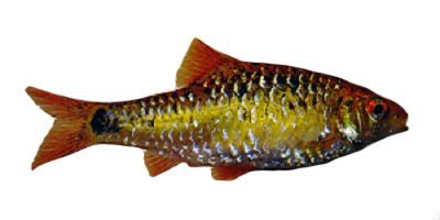 БАРБУС ЗЕЛЕНЫЙ (Barbus semifasciolatus) » Домашний аквариум