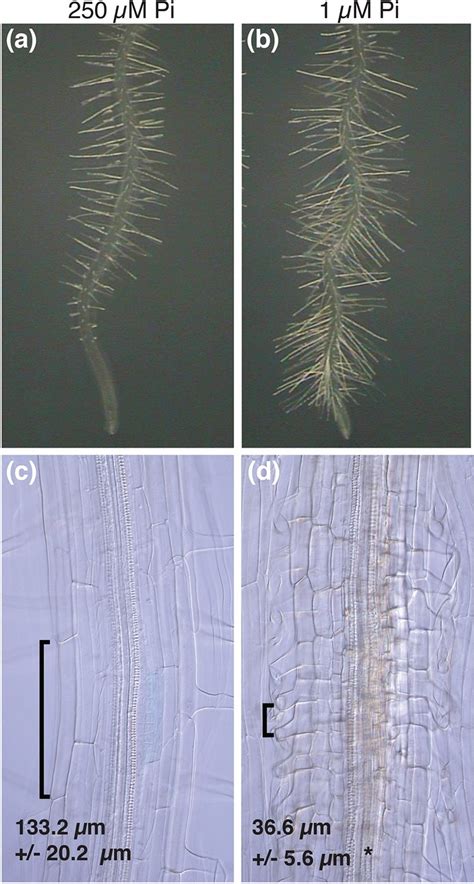 Arabidopsis Primary Root Responses To Phosphate Deficiency Arabidopsis