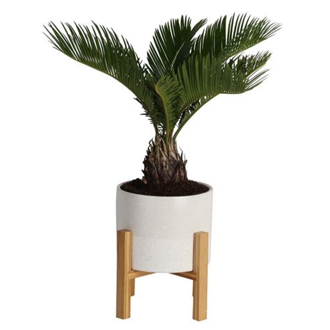 Costa Farms Sago Palm Plant In Planter And Reviews Perigold