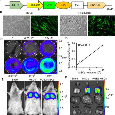 Characterization And Biodistribution Of PGE2 MSCs And MSCs A Schematic