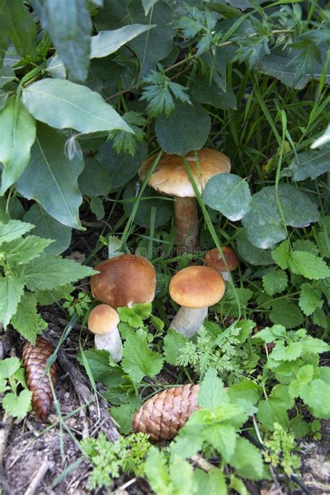 Mushrooms In The Forest Porcini Mushrooms Grow In A Heap In The Grass