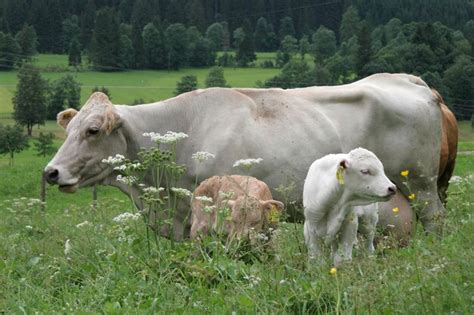 Premium Photo Deu Hindelang Mother Cow Husbandry After The