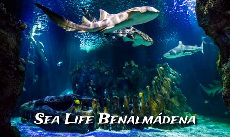 Sea Life Benalmádena Dive into an Amazing Underwater World Sunset