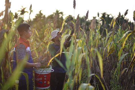 Pemkot Bandung Kembangkan Budi Daya Sorgum Sebagai Alternatif Pangan