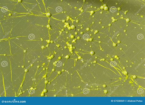 Yellow Cyanobacteria Colony Stock Image - Image of bubble, toxin: 57558069