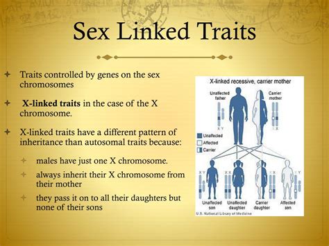 Ppt Genetics Powerpoint Presentation Free Download Id2014119