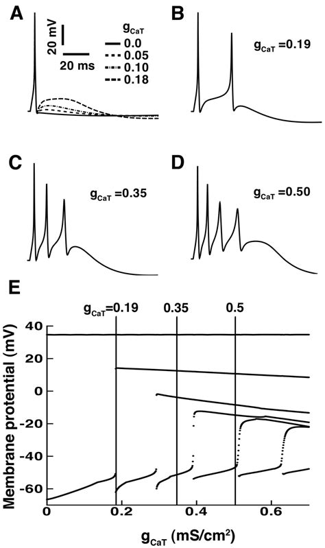 T Type Ca2 Channels Underlie Somatic Afterdepolarizing Potentials