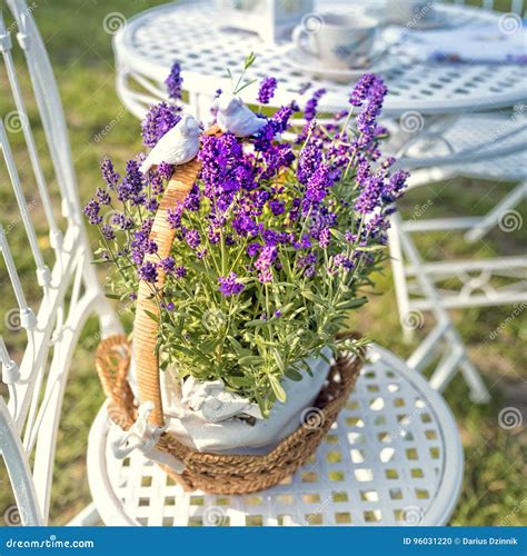 Beauty and Fresh Lavender in the Flower Pot Stock Photo - Image of grass, herb: 96031220