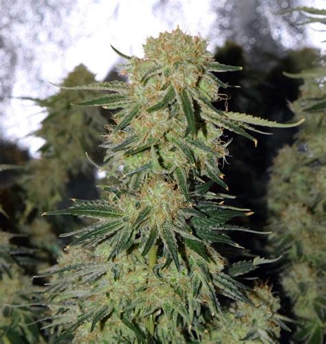 How to Harvest Your Cannabis Plant | Hunny Pot Cannabis