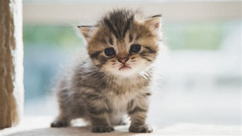 Cute Cats Offer Big Benefits For Your Mind And Body Womans World