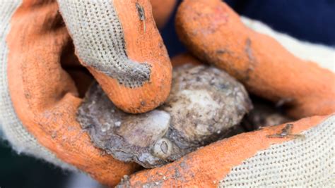 Working To Save Chesapeake Bay Oysters One Restaurant At A Time