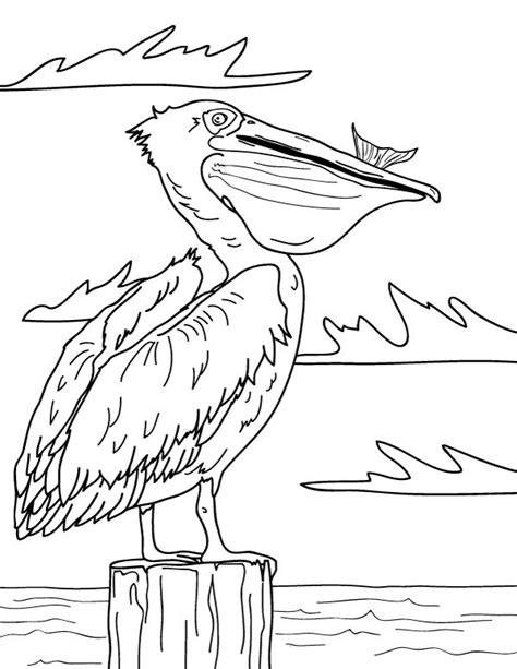 Free Printable Pelican Coloring Page Download It At