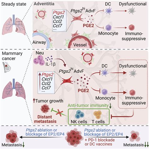 Lung Fibroblasts Facilitate Pre Metastatic Niche Formation By