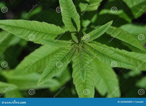 Zitronenverbene Verveine Lippia Citrodora Royalty Free Stock