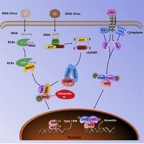 Vimentin Inhibits Type I Interferon Production By Disrupting The Tbk1