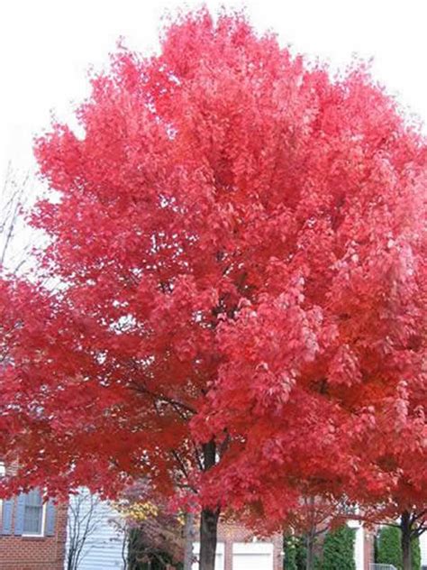 Acer Rubrum October Glory Care Transplanters Sunshine Coast