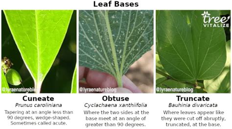 12 Different Types of Almond Trees & Identifying Features