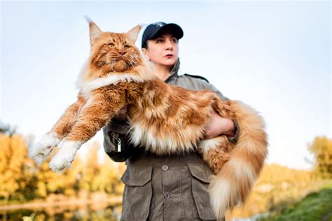 Maine Coon conheça mais sobre a raça