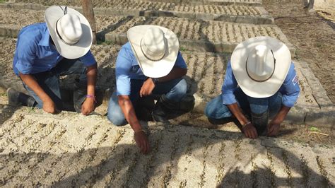 Btp Agricultura Instituto Técnico Alejandro Flores