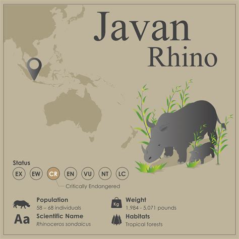 Javan Rhinoceros Pictures - AZ Animals