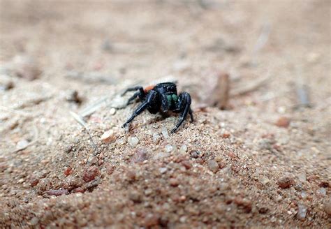 California Jumping Spider Photograph by Gwendal Le Fol - Pixels