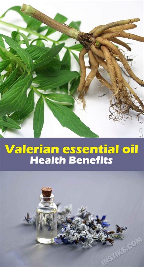 Valerian Essential Oil Health Benefits Essential Oils Health