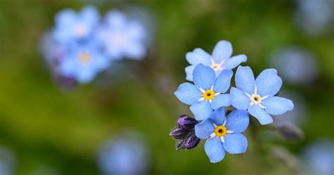 Forget Me Not Flower – Meaning, Symbolism and Colors