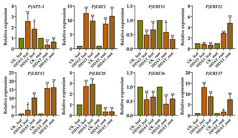 Ijms Free Full Text Genome Wide Identification And Functional