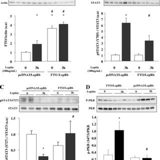 FTO Regulates The LepRb STAT3 Signalling Pathway In Co Transfected HuH7