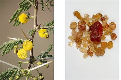 What Is Gum Arabic Acacia Gum