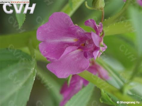 凤仙花Impatiens balsamina Linn 植物图片库 植物通