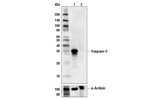 Phosphoplus® Caspase 3 Cleaved Asp175 Antibody Duet Cell Signaling