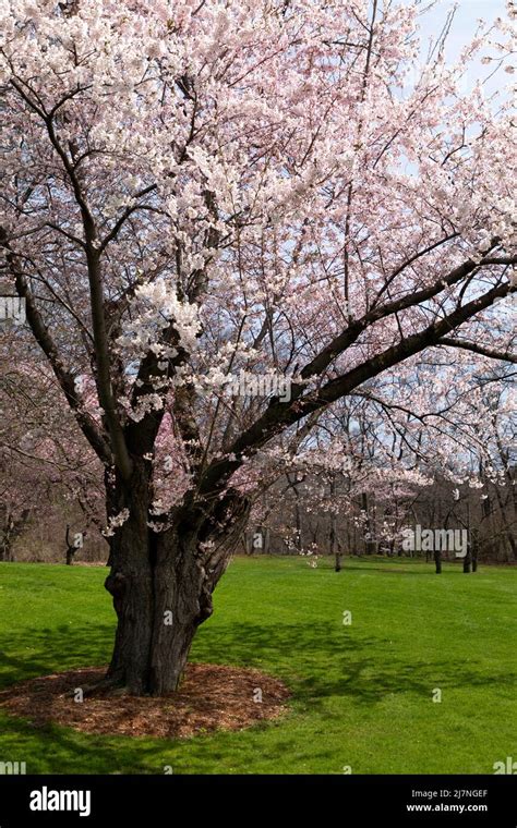 Prunus X Yedoensis ‘akebono Hi Res Stock Photography And Images Alamy