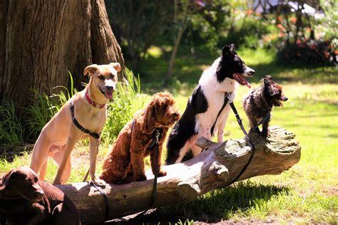 Los 5 Alimentos Que Nunca Le Debe Dar A Su Perro Noticias De Estilo