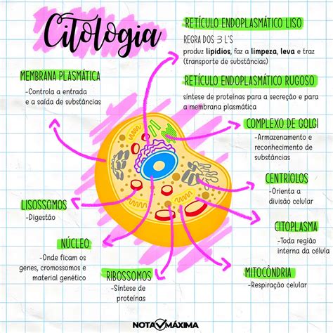 MAPA MENTAL SOBRE CITOLOGIA Maps4Study