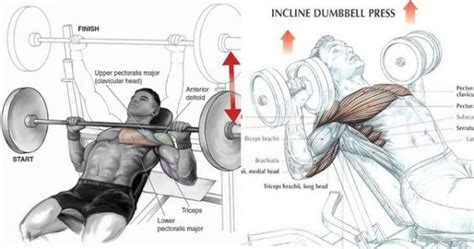 Incline Bench Press Dumbbells Vs Barbell