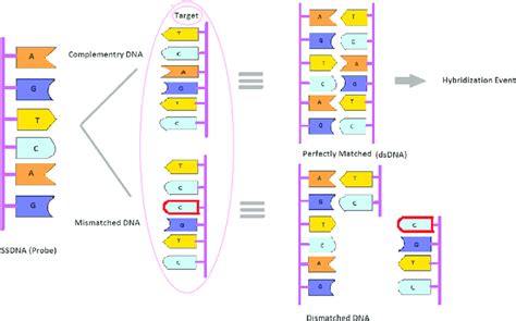 Schematic of DNA hybridization event. | Download Scientific Diagram