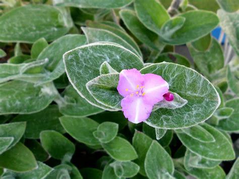 Tradescantia Sillamontana White Velvet World Of Succulents