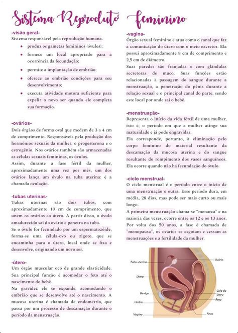 Mapas Mentais Sobre Sistema Reprodutor Artofit