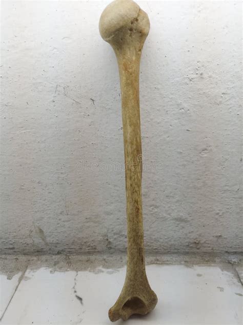 Original Human Humerus Bone Stock Image - Image of wall, humerus: 246259271