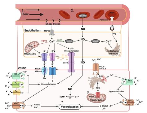 Flow Mediated Dilation Pathway With Mitochondrial Contributions And