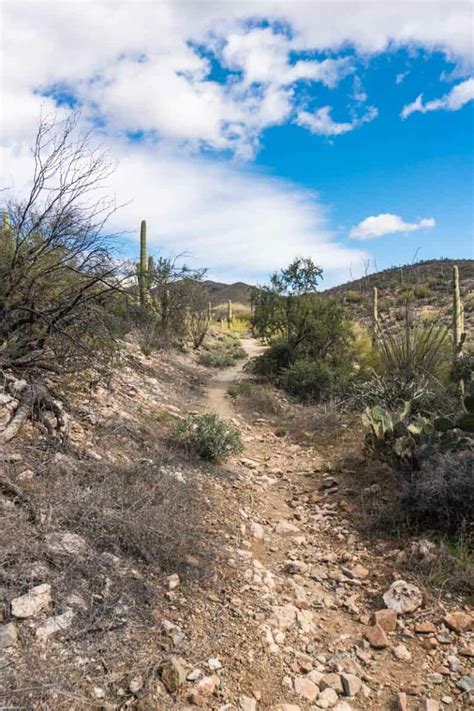 Saguaro National Park East: Things to Do + Trails