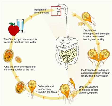 Symptoms: Symptoms Giardia