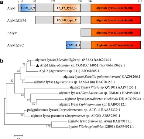 Sequence Properties Of The Alginate Lyase Alym From Microbulbifer Sp